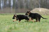 BERGER ALLEMAND 1154